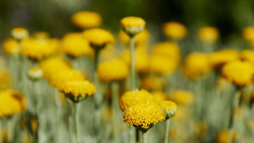 cueillettes plantes sauvages 